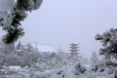 Snow The Miyajima 2