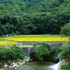 紅い花・彼岸花