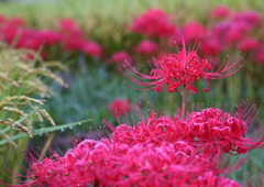 memory....あぜ道の花