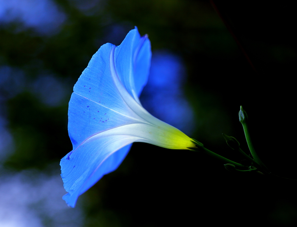 Blue lamp flower