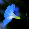 Blue lamp flower