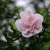雨滴
