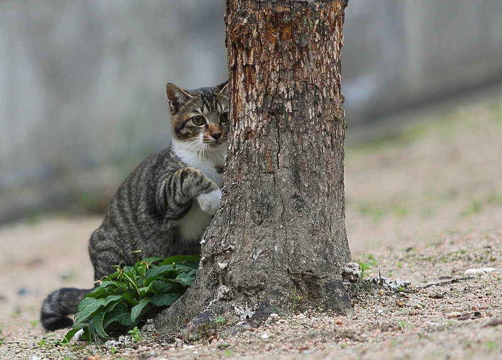 丸見え! 隠れみの術？