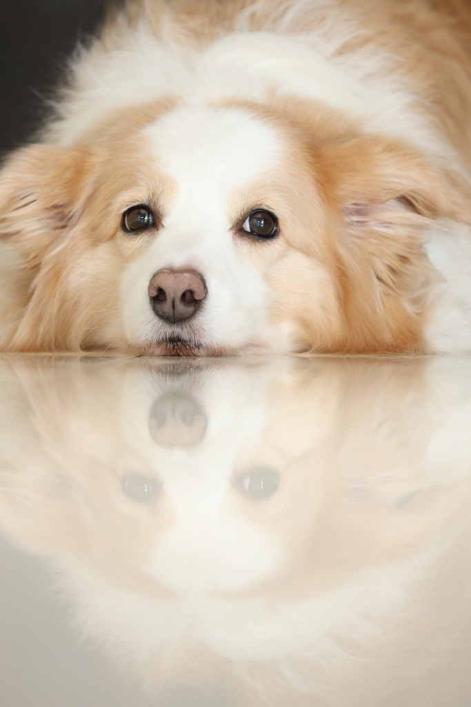 散歩行きたいよ