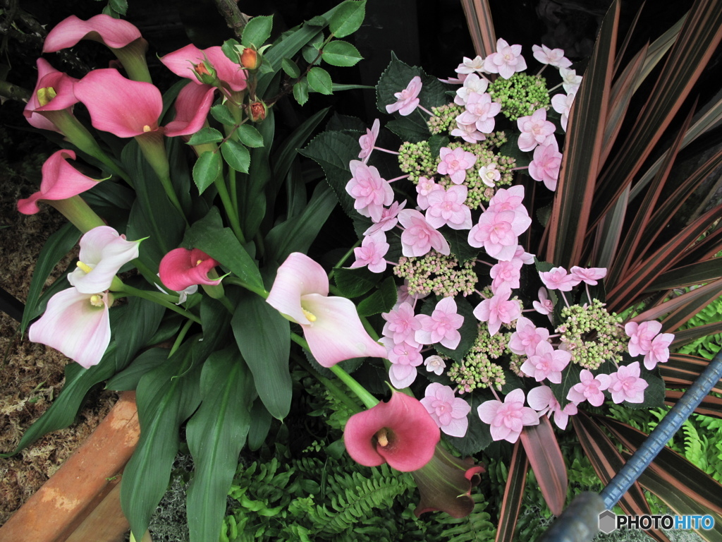 国バラ写真集「紫陽花」