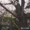 多磨の櫻