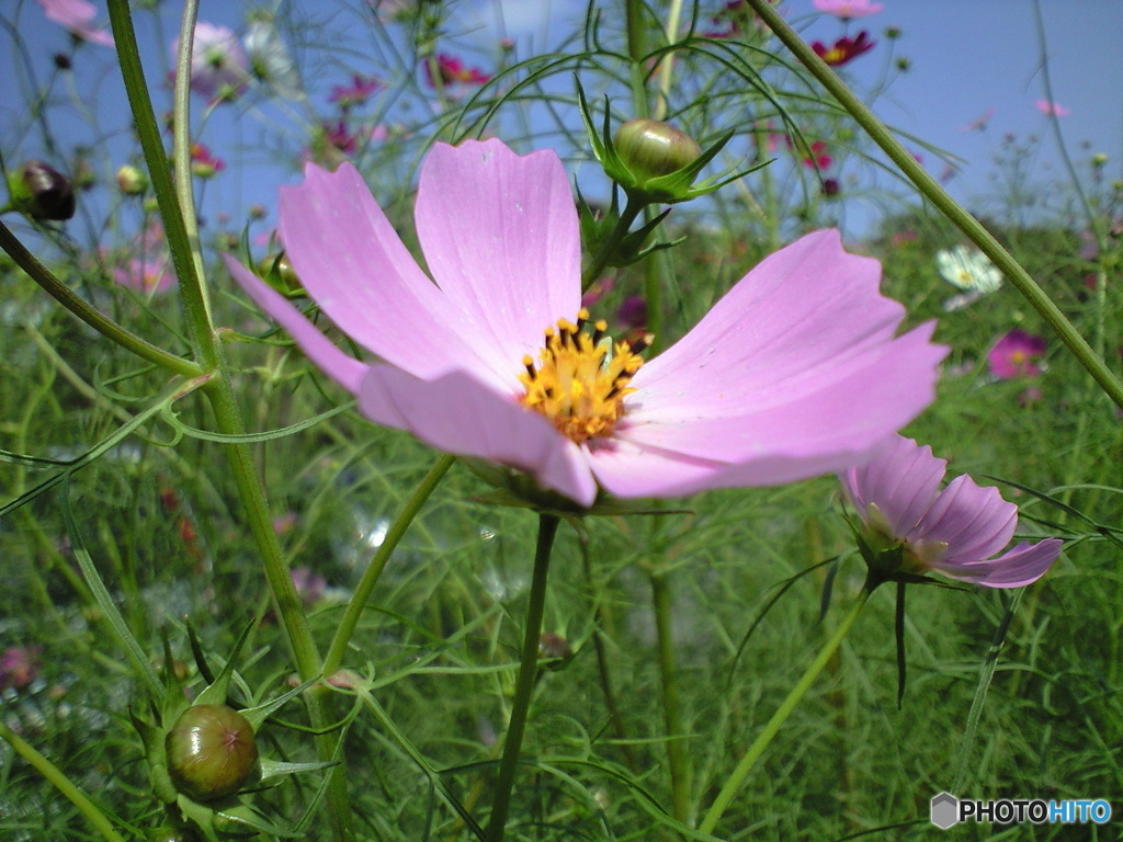 秋桜