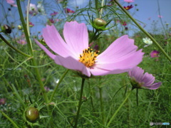 秋桜