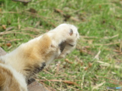 にゃんかもー、、たまらん！