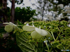 国バラ写真集「紫陽花」