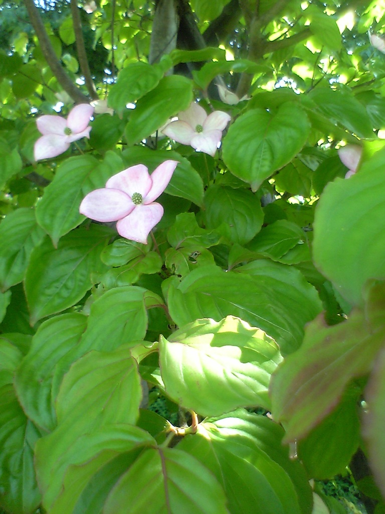京成バラ園