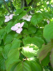 京成バラ園