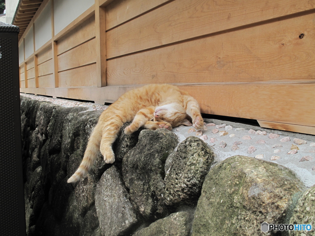 江ノ島の猫。