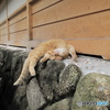 江ノ島の猫。