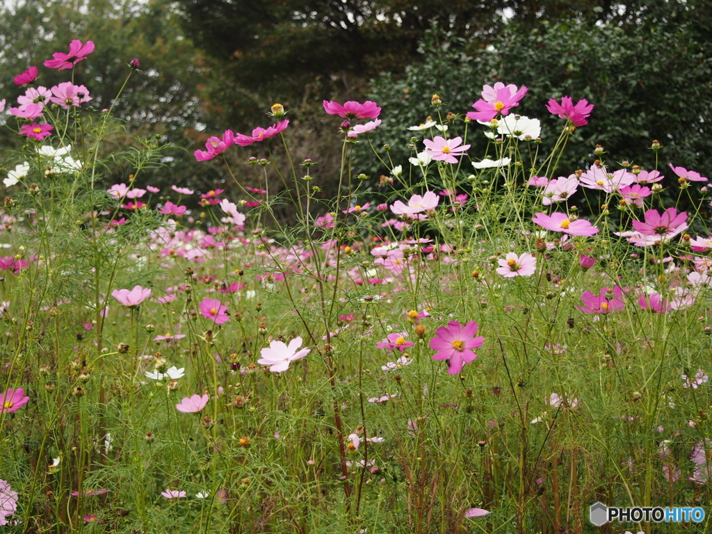 昭和記念公園の秋桜