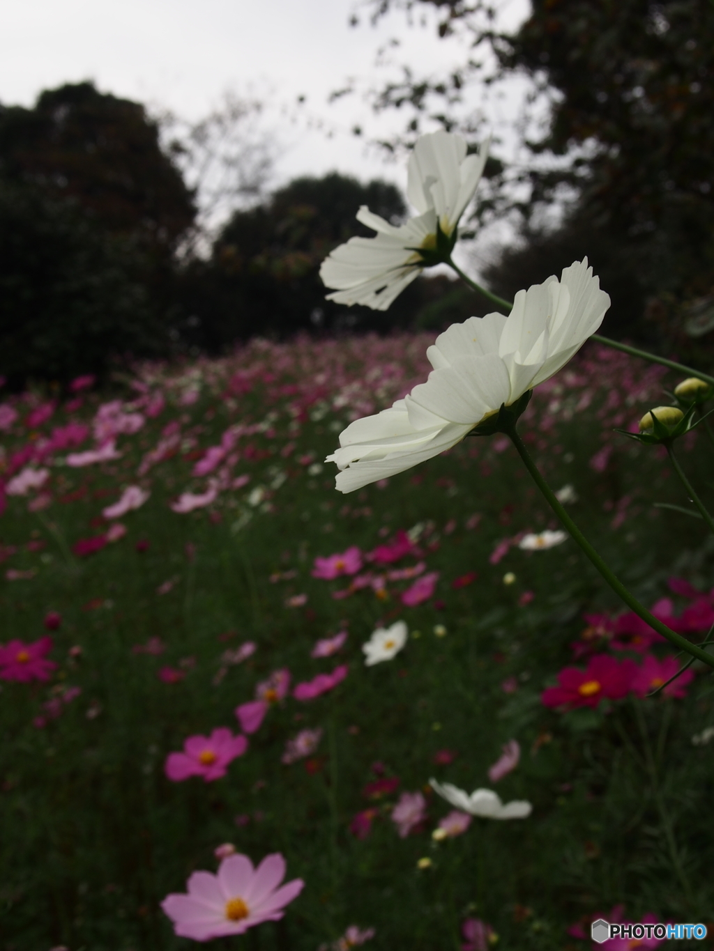 昭和記念公園の秋桜
