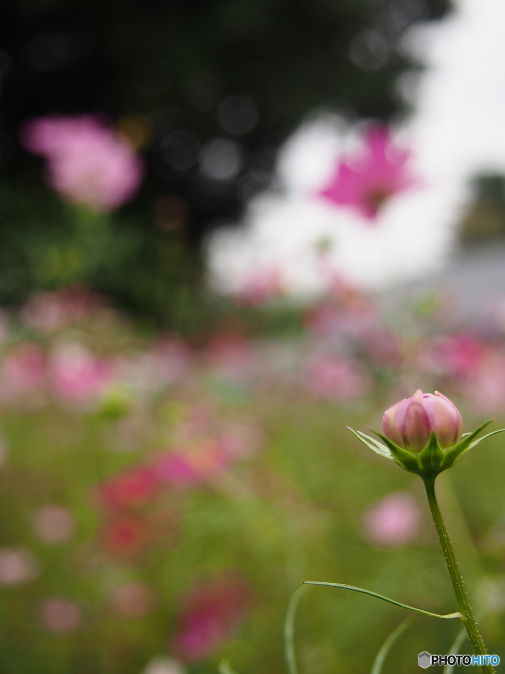 昭和記念公園の秋桜