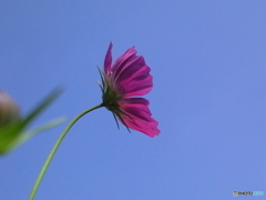秋桜