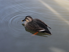 狭山池公園