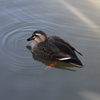 狭山池公園