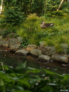 有栖川宮記念公園