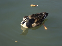 狭山池公園