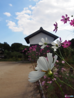 秋桜