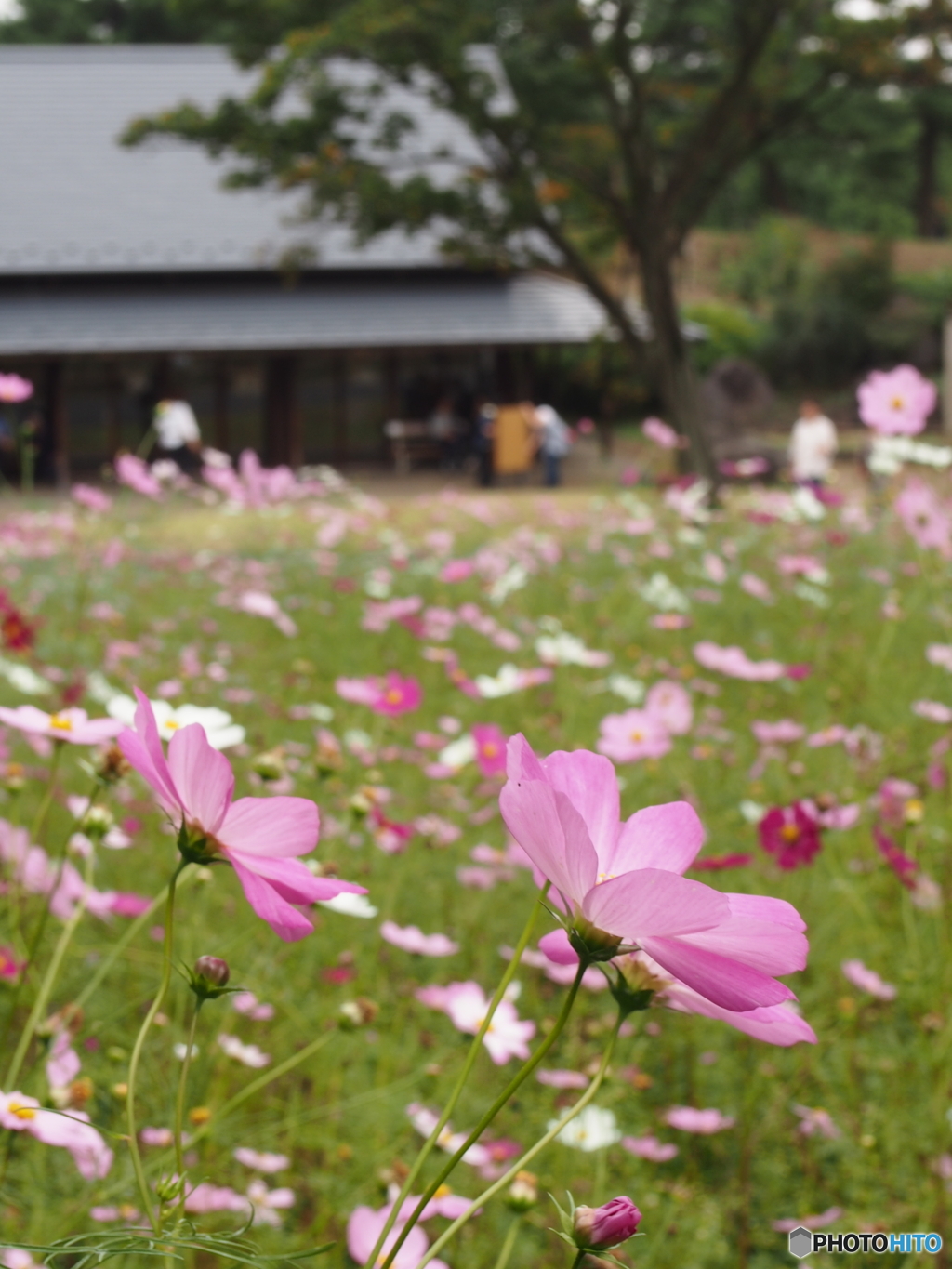 昭和記念公園の秋桜