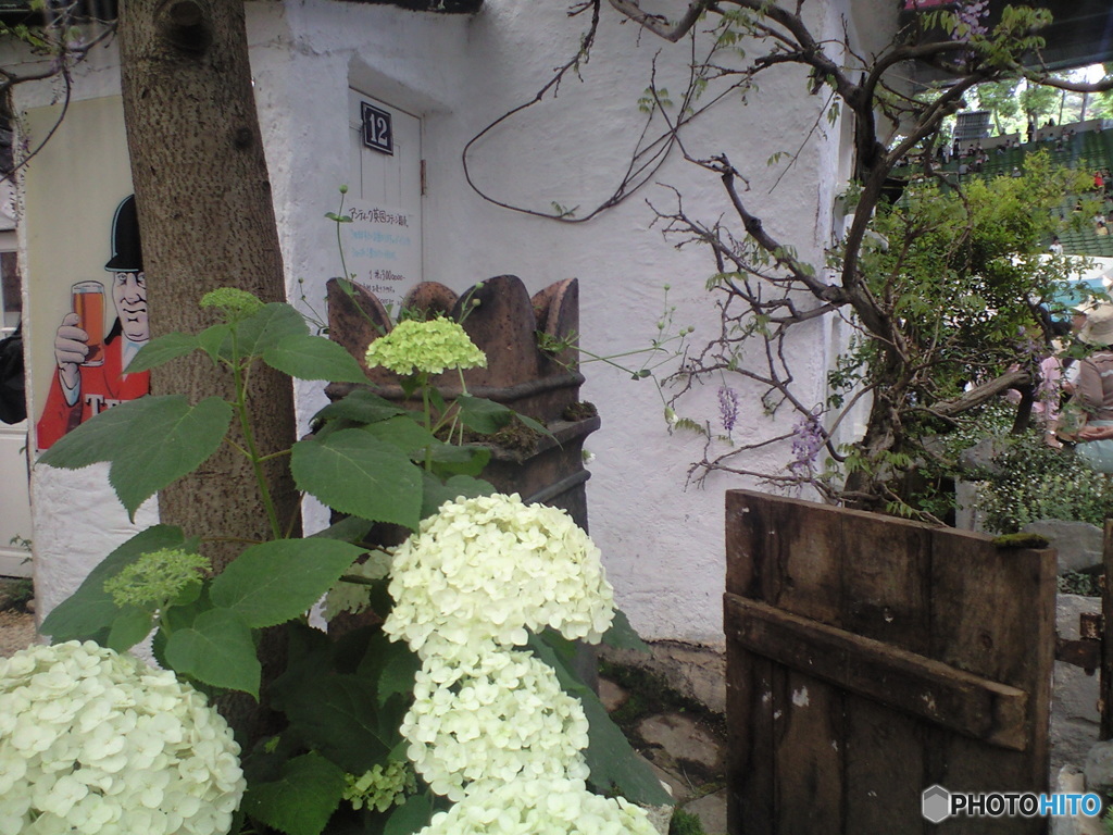 国バラ写真集「紫陽花」