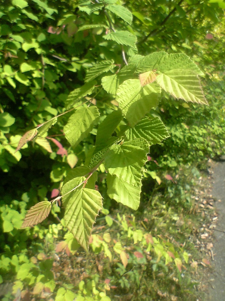 京成バラ園