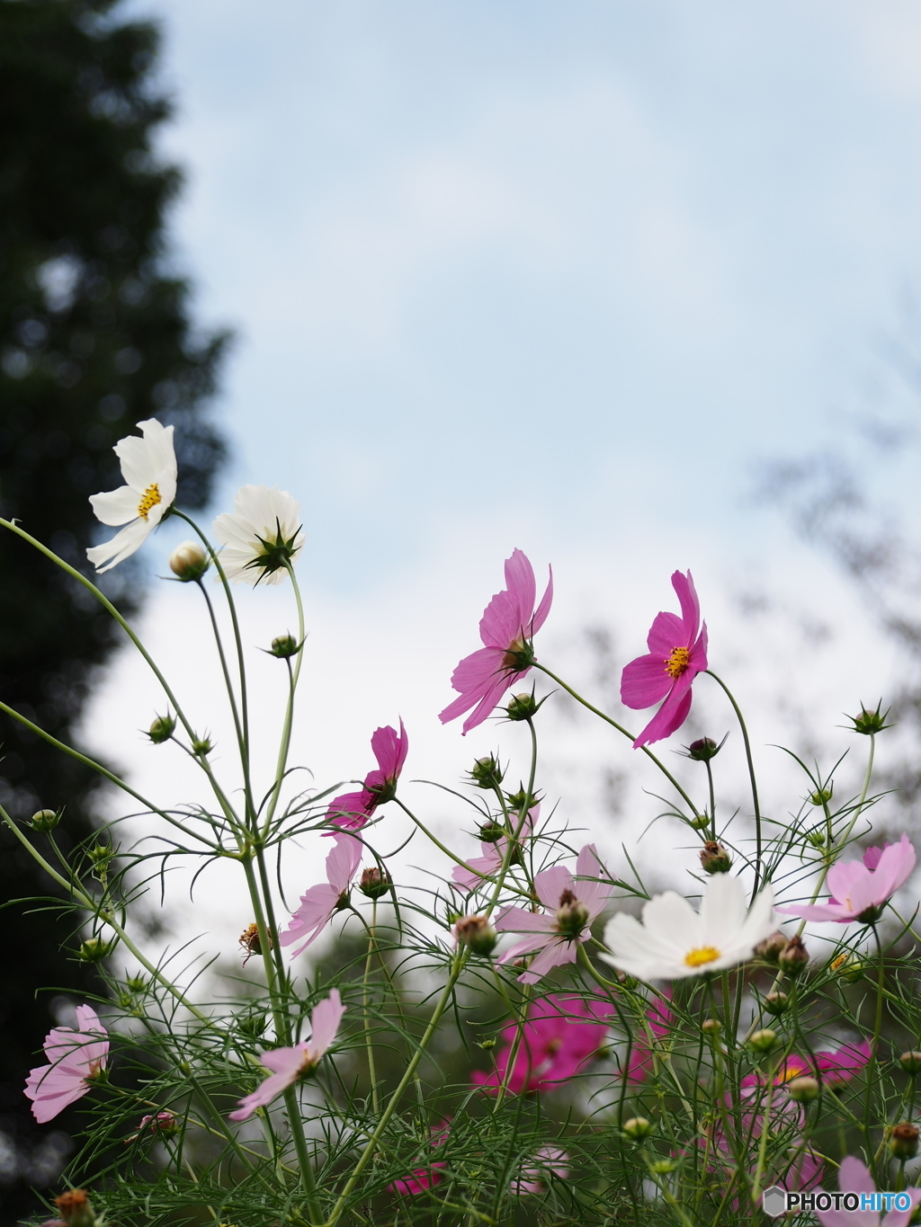 昭和記念公園の秋桜