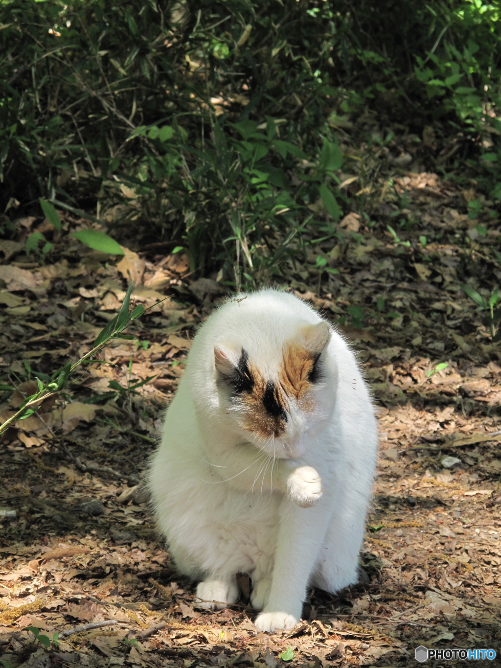 智光山の猫