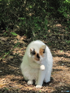 智光山の猫