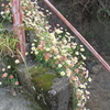 真鶴町の階段