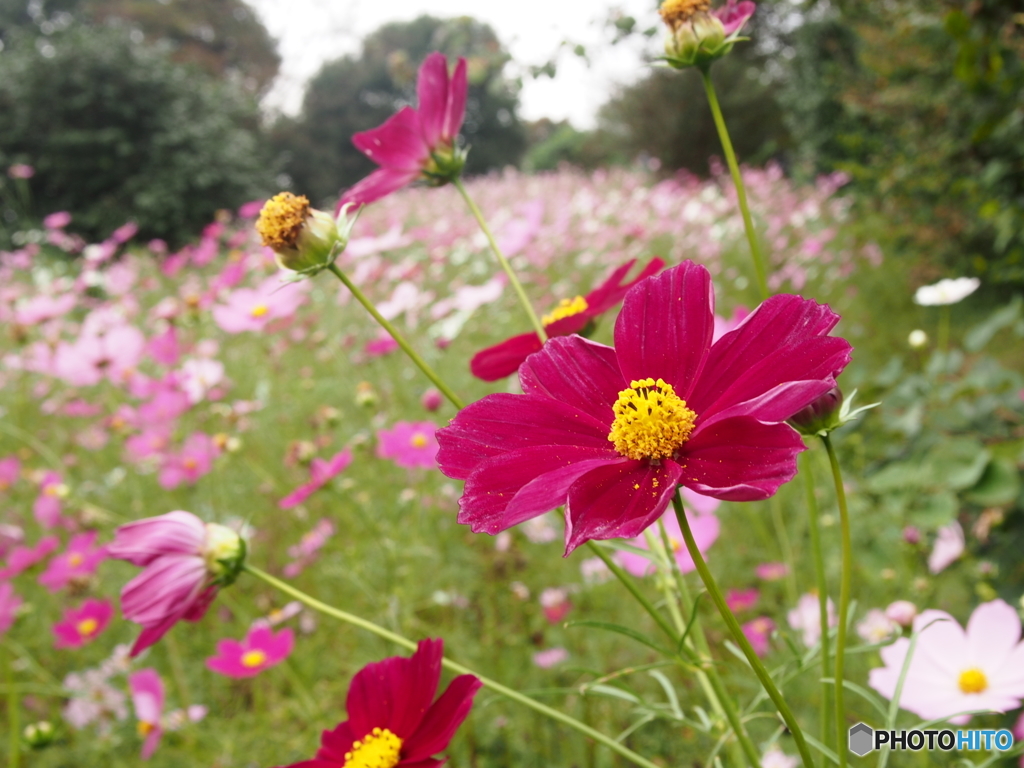 昭和記念公園の秋桜