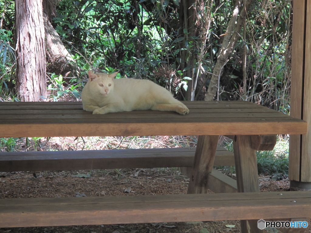 智光山の猫