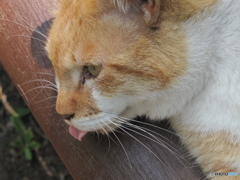 智光山の猫