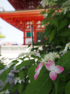 高幡不動尊'15