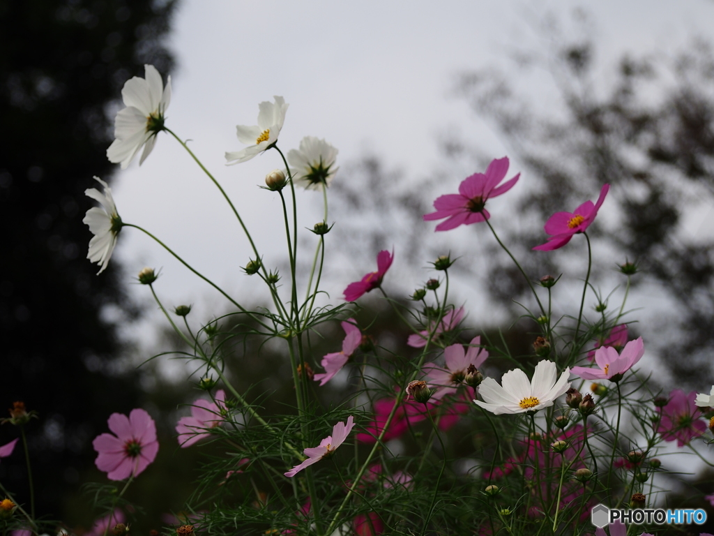 昭和記念公園の秋桜