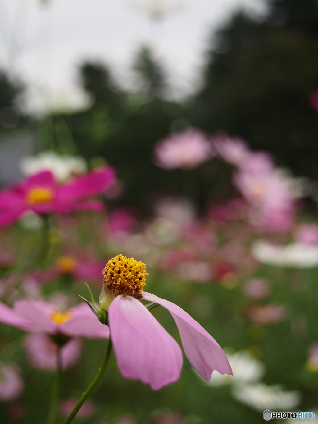 昭和記念公園の秋桜