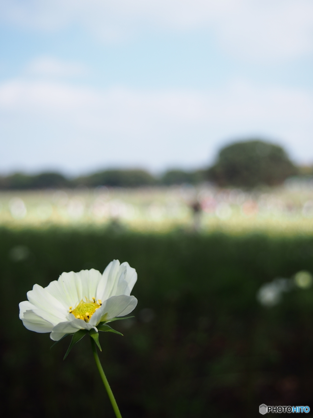 イエローキャンパス(秋桜)