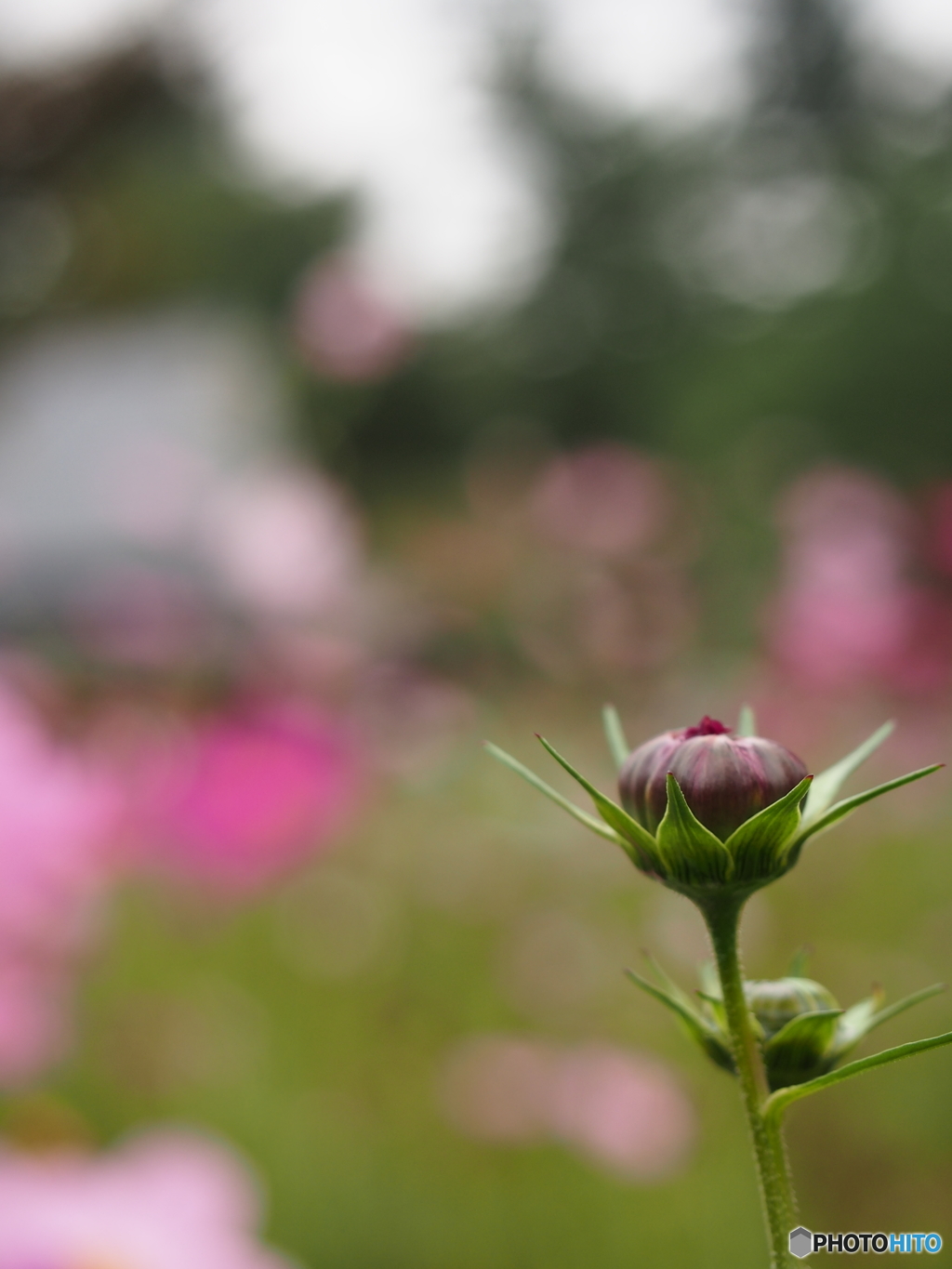 昭和記念公園の秋桜