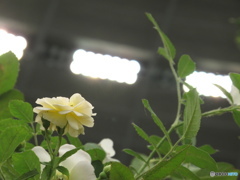 国バラ写真集「灯」