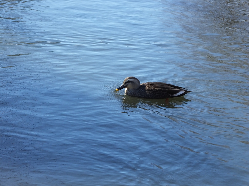 狭山池公園
