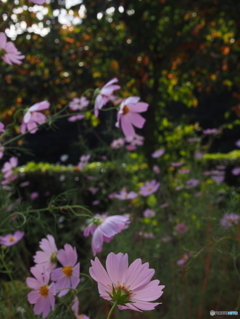 秋桜