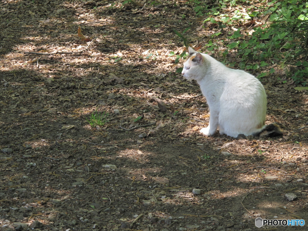 智光山の猫