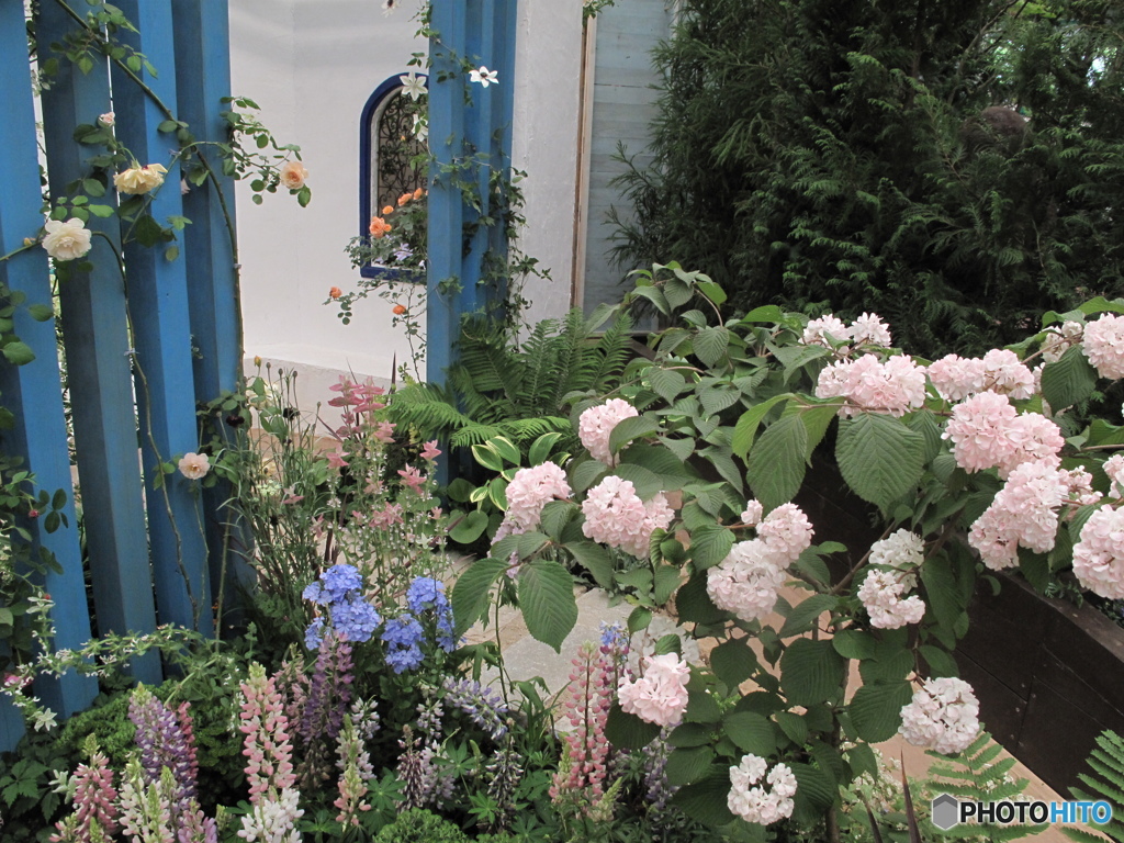 国バラ写真集「紫陽花」