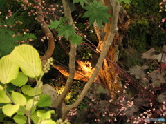 国バラ写真集「灯」