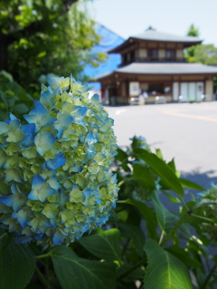 高幡不動尊'15