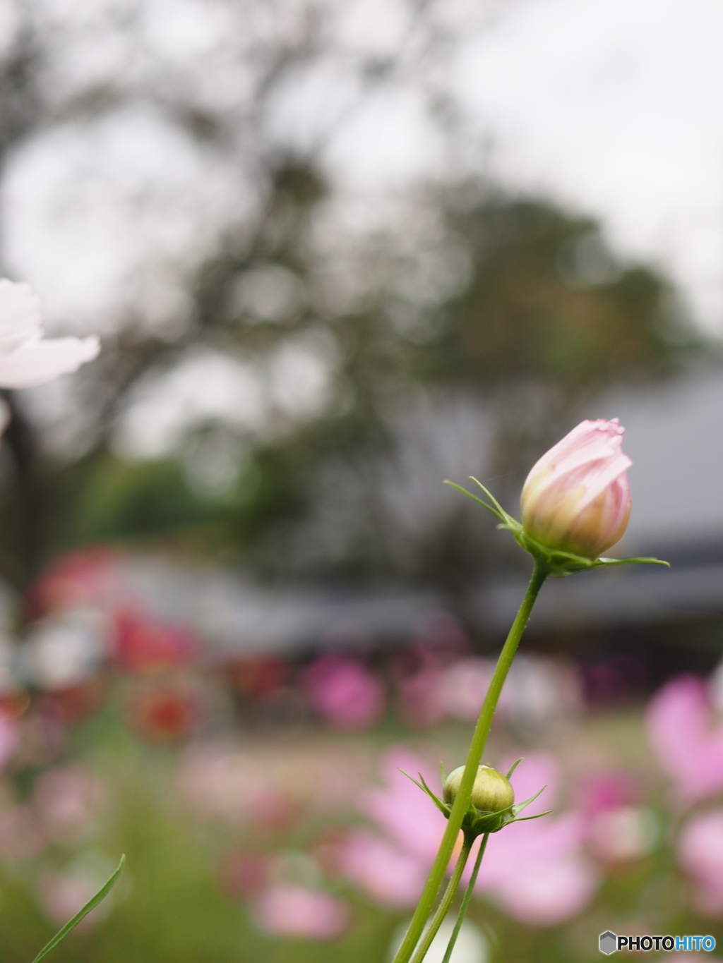 昭和記念公園の秋桜